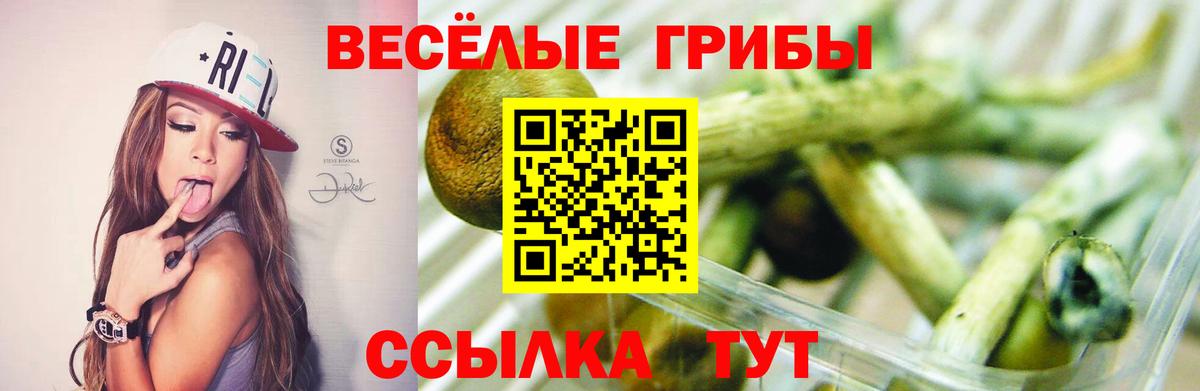Псилоцибиновые грибы GOLDEN TEACHER Кудрово